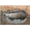 Image 5 : Life-sized BUSHPIG on a Decorative Base with Wheels