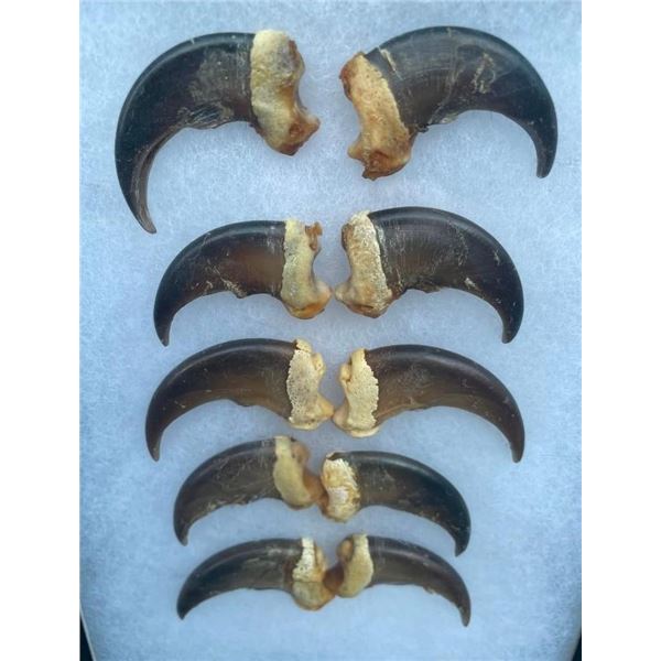 Complete Set of (10) XL BLACK BEAR Front Claws in a Display Case