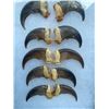 Image 2 : Complete Set of (10) XL BLACK BEAR Front Claws in a Display Case