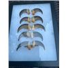 Image 4 : Complete Set of (10) XL BLACK BEAR Front Claws in a Display Case
