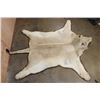 Image 10 : *TEXAS RESIDENTS ONLY* Big African LION HIDE or LION RUG with its Mounted Head