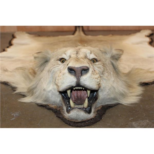 *TEXAS RESIDENTS ONLY* Big African LION HIDE or LION RUG with its Mounted Head