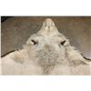 Image 5 : *TEXAS RESIDENTS ONLY* Big African LION HIDE or LION RUG with its Mounted Head