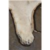 Image 6 : *TEXAS RESIDENTS ONLY* Big African LION HIDE or LION RUG with its Mounted Head
