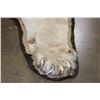Image 7 : *TEXAS RESIDENTS ONLY* Big African LION HIDE or LION RUG with its Mounted Head