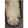 Image 8 : *TEXAS RESIDENTS ONLY* Big African LION HIDE or LION RUG with its Mounted Head