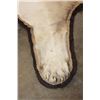 Image 9 : *TEXAS RESIDENTS ONLY* Big African LION HIDE or LION RUG with its Mounted Head