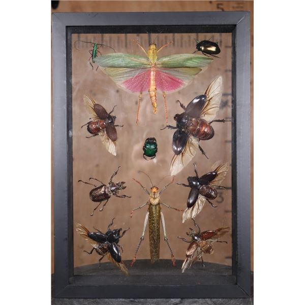 *Brand New* Collection of 11 Insect Species from Peru in a Glass Display