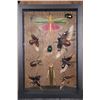 Image 1 : *Brand New* Collection of 11 Insect Species from Peru in a Glass Display
