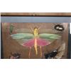 Image 3 : *Brand New* Collection of 11 Insect Species from Peru in a Glass Display