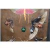 Image 4 : *Brand New* Collection of 11 Insect Species from Peru in a Glass Display