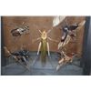 Image 5 : *Brand New* Collection of 11 Insect Species from Peru in a Glass Display
