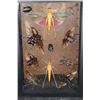 Image 6 : *Brand New* Collection of 11 Insect Species from Peru in a Glass Display