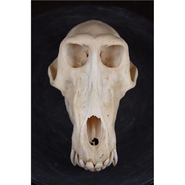 XL BABOON Skull with All the Teeth and Huge Fangs