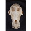Image 1 : XL BABOON Skull with All the Teeth and Huge Fangs