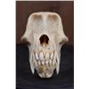 Image 2 : XL BABOON Skull with All the Teeth and Huge Fangs