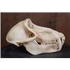 Image 3 : XL BABOON Skull with All the Teeth and Huge Fangs