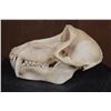 Image 4 : XL BABOON Skull with All the Teeth and Huge Fangs