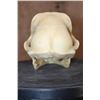 Image 5 : XL BABOON Skull with All the Teeth and Huge Fangs