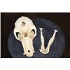 Image 6 : XL BABOON Skull with All the Teeth and Huge Fangs