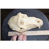 Image 7 : XL BABOON Skull with All the Teeth and Huge Fangs
