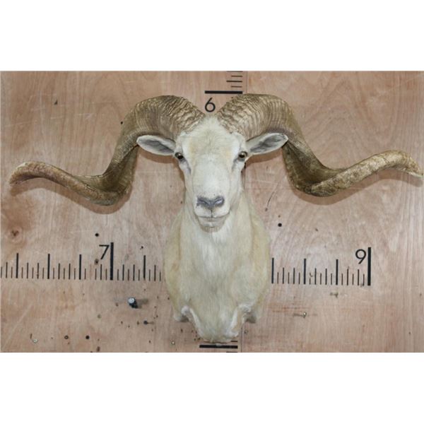 XL TEXAS DALL Sheep Ram Shoulder Mount