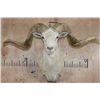 Image 1 : XL TEXAS DALL Sheep Ram Shoulder Mount