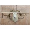 Image 2 : XL TEXAS DALL Sheep Ram Shoulder Mount