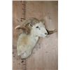 Image 3 : XL TEXAS DALL Sheep Ram Shoulder Mount