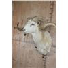 Image 4 : XL TEXAS DALL Sheep Ram Shoulder Mount
