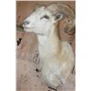 Image 5 : XL TEXAS DALL Sheep Ram Shoulder Mount