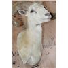 Image 6 : XL TEXAS DALL Sheep Ram Shoulder Mount