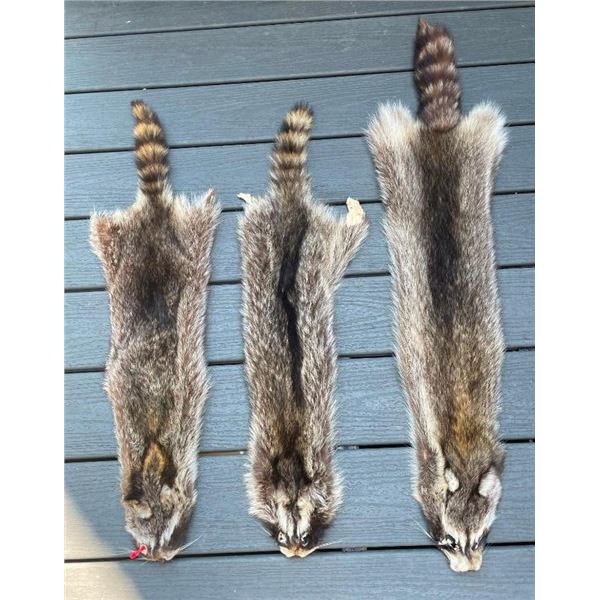 (3) *New* Soft and Tanned RACCOON Furs or COON Furs