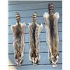 Image 1 : (3) *New* Soft and Tanned RACCOON Furs or COON Furs
