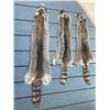 Image 2 : (3) *New* Soft and Tanned RACCOON Furs or COON Furs