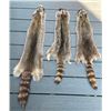 Image 3 : (3) *New* Soft and Tanned RACCOON Furs or COON Furs