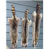 Image 4 : (3) *New* Soft and Tanned RACCOON Furs or COON Furs