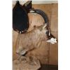 Image 10 : SABLE and ROAN Double Mount on a Wood Pedestal Mount with Hide Panels