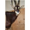 Image 11 : SABLE and ROAN Double Mount on a Wood Pedestal Mount with Hide Panels