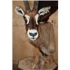 Image 12 : SABLE and ROAN Double Mount on a Wood Pedestal Mount with Hide Panels