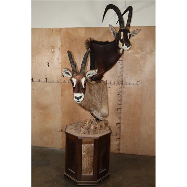 SABLE and ROAN Double Mount on a Wood Pedestal Mount with Hide Panels