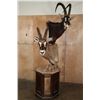 Image 1 : SABLE and ROAN Double Mount on a Wood Pedestal Mount with Hide Panels