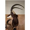 Image 5 : SABLE and ROAN Double Mount on a Wood Pedestal Mount with Hide Panels