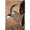Image 6 : SABLE and ROAN Double Mount on a Wood Pedestal Mount with Hide Panels