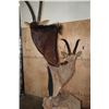 Image 9 : SABLE and ROAN Double Mount on a Wood Pedestal Mount with Hide Panels
