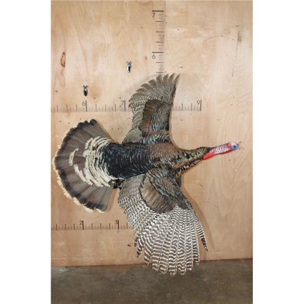 "Flying" TURKEY on a Log Wall Hanging Base