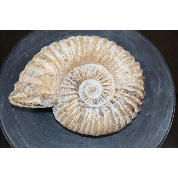 Big Raw AMMONITE Fossil Specimen