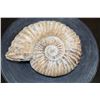 Image 1 : Big Raw AMMONITE Fossil Specimen