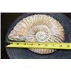 Image 2 : Big Raw AMMONITE Fossil Specimen