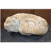 Image 3 : Big Raw AMMONITE Fossil Specimen